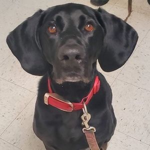 Meet your Posher, Denis